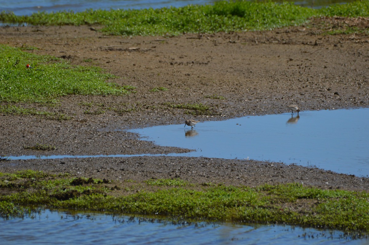 Dunlin - ML645467961