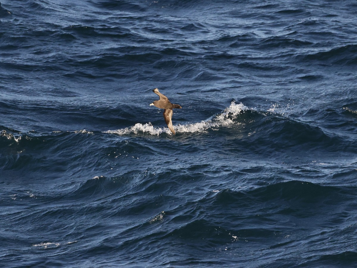 White-chinned Petrel - ML645467962