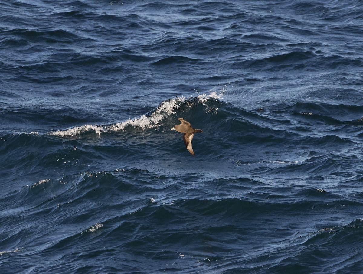 White-chinned Petrel - ML645467963