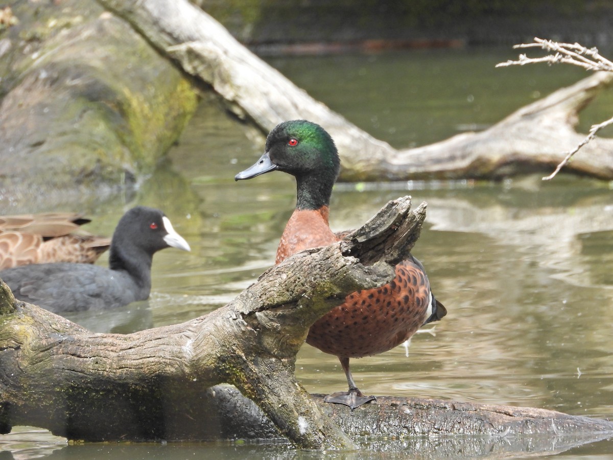 Chestnut Teal - ML645467964