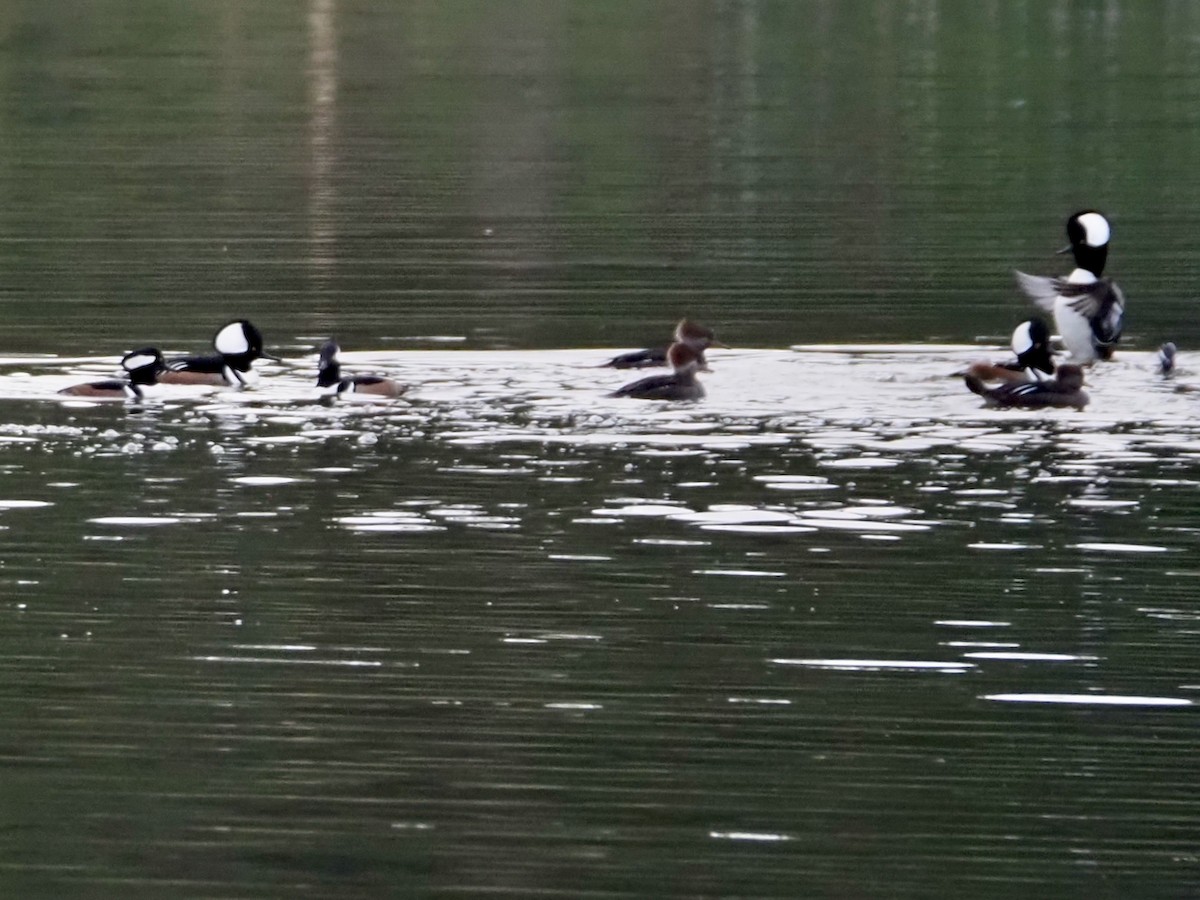 Serreta Capuchona - ML645467965