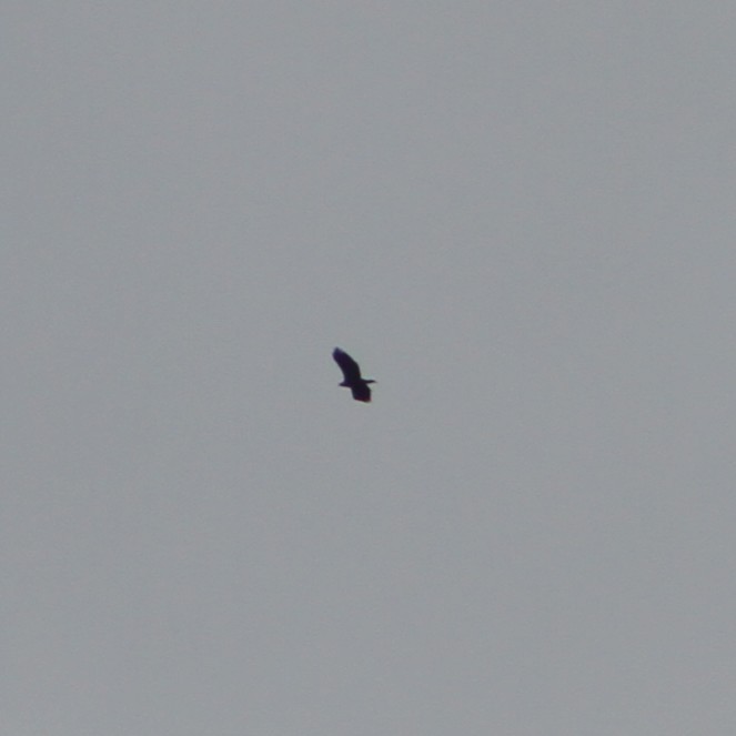 Golden/Bald Eagle - ML645467969