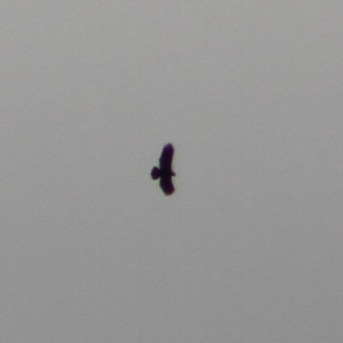 Golden/Bald Eagle - ML645467970