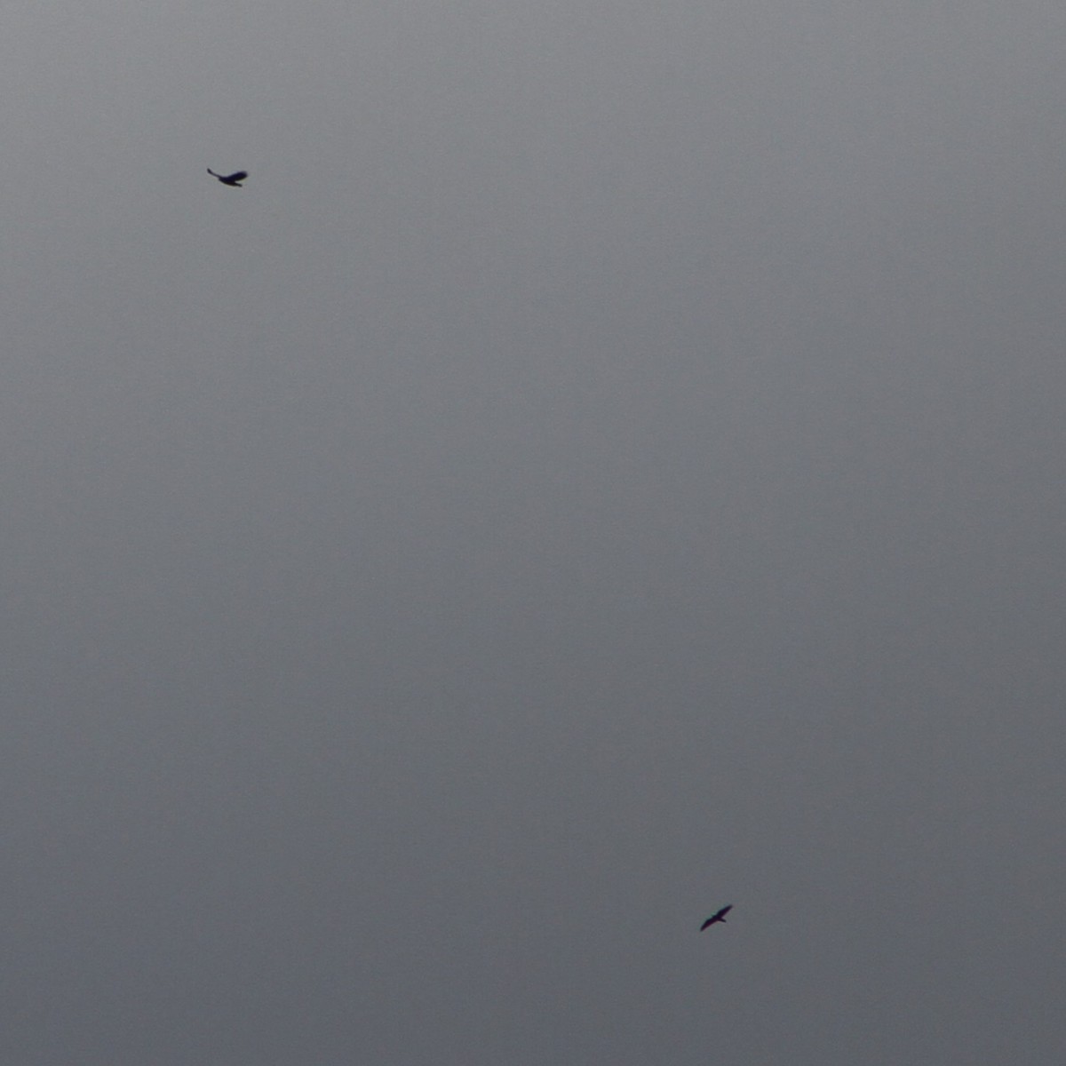 Golden/Bald Eagle - ML645467971