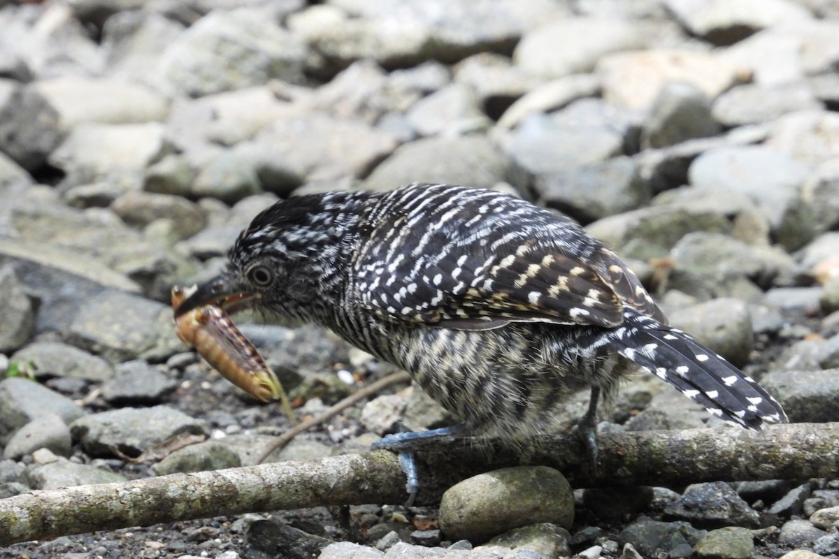 Batará Barrado - ML645467975