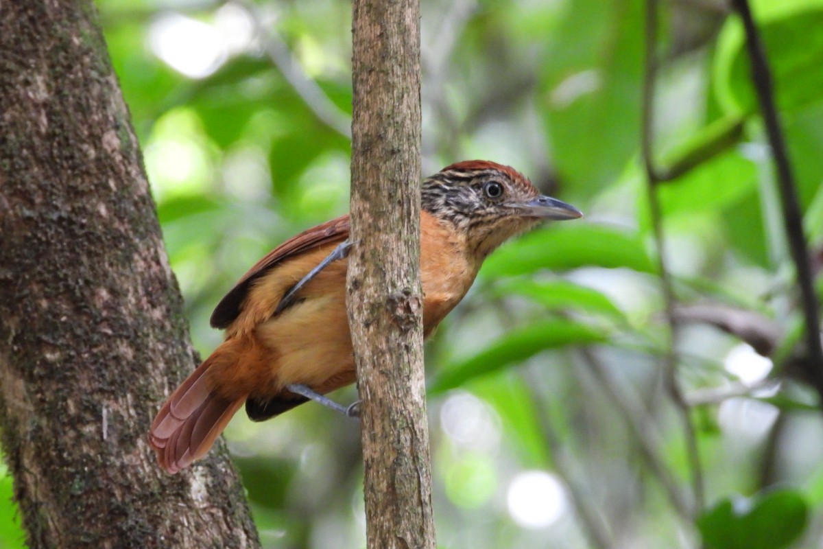 Batará Barrado - ML645467976