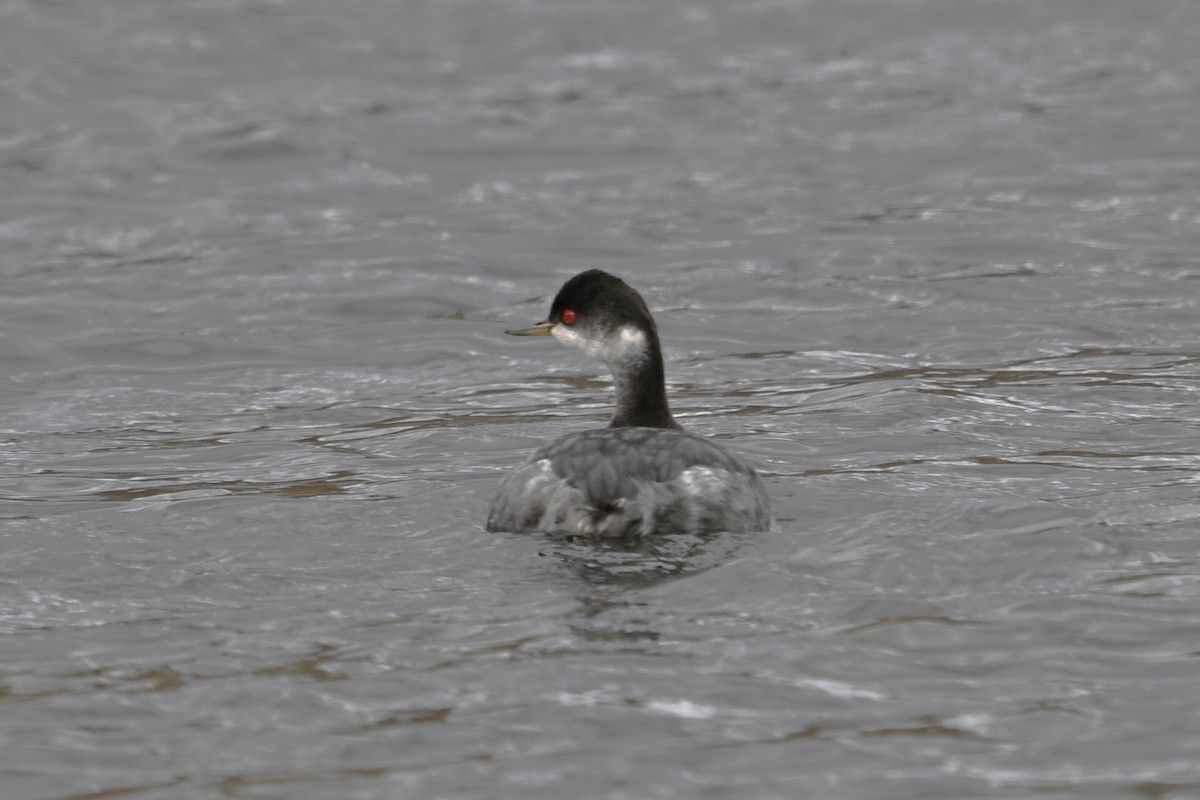 Grèbe à cou noir - ML645467979