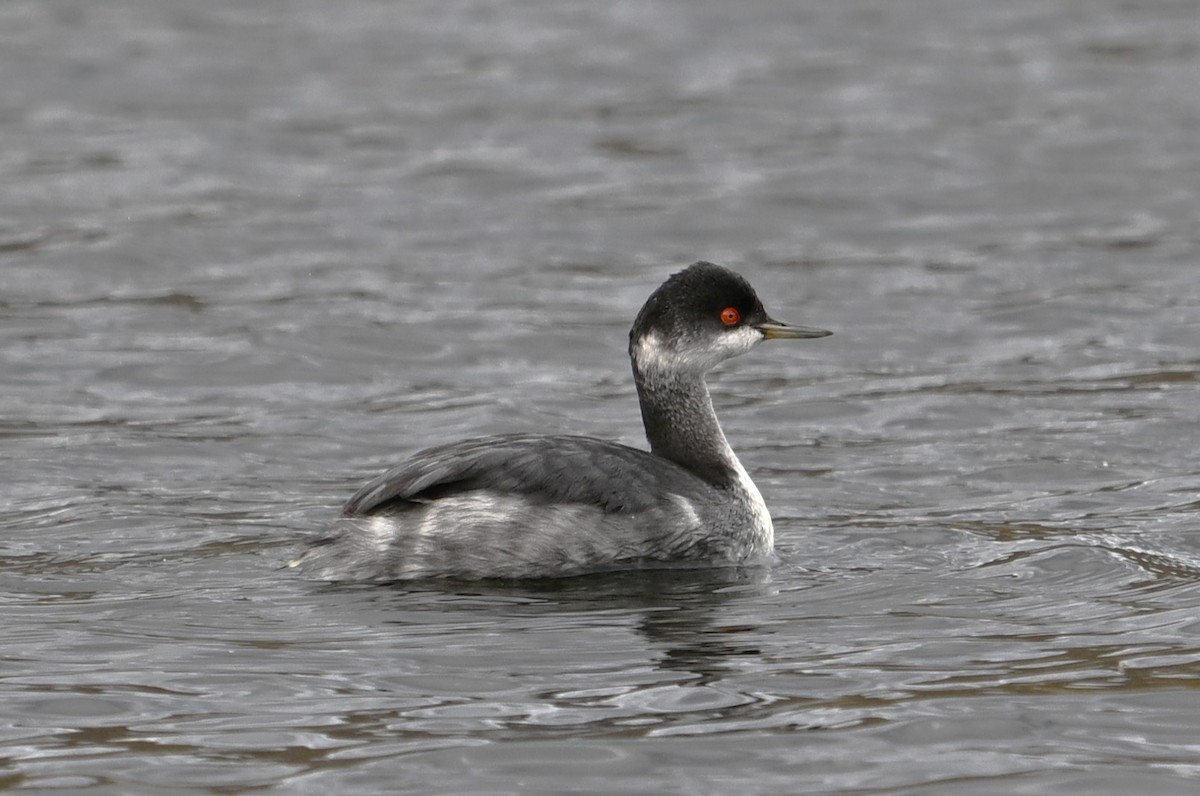 Grèbe à cou noir - ML645467980