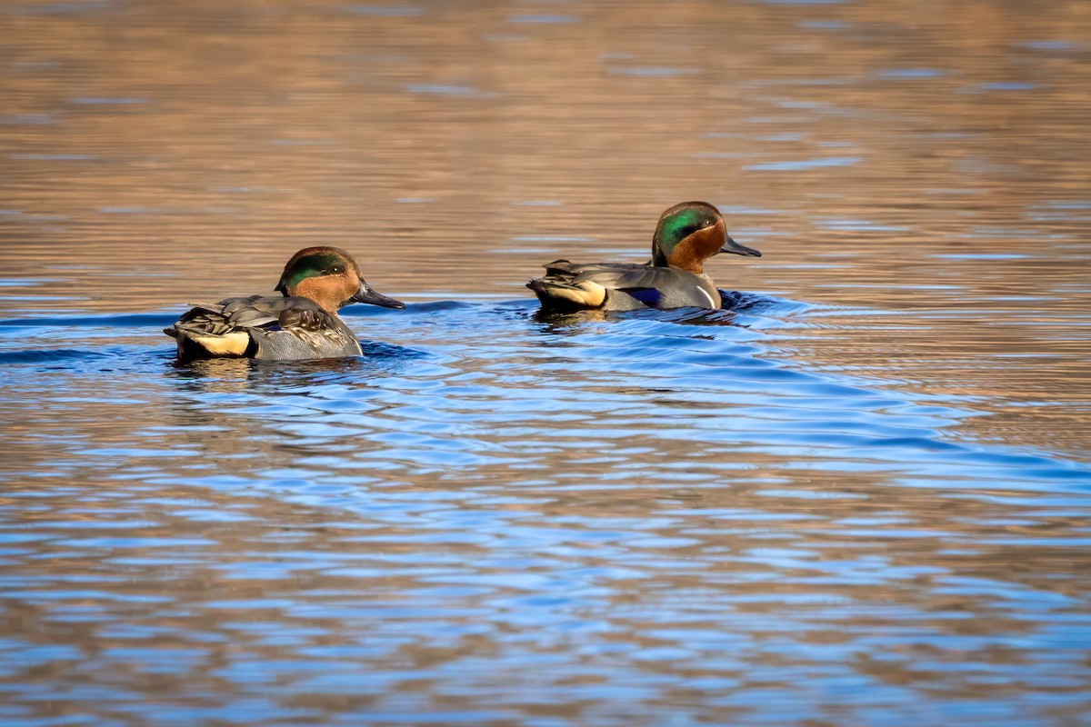 Cerceta Común - ML645467981