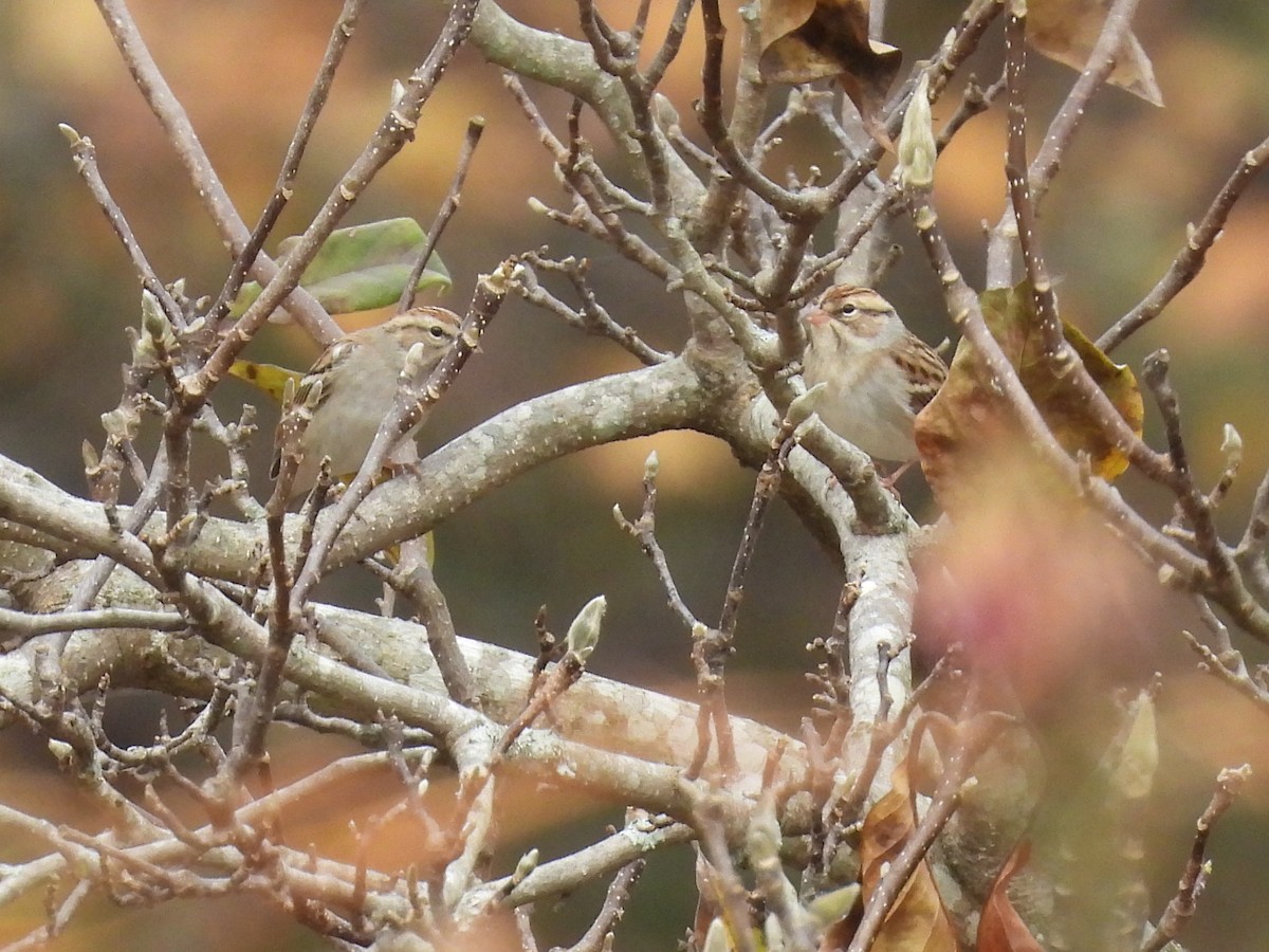 Chingolo Cejiblanco - ML645467982