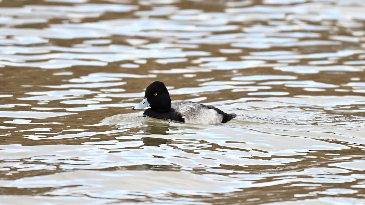 Porrón Bola - ML645467984