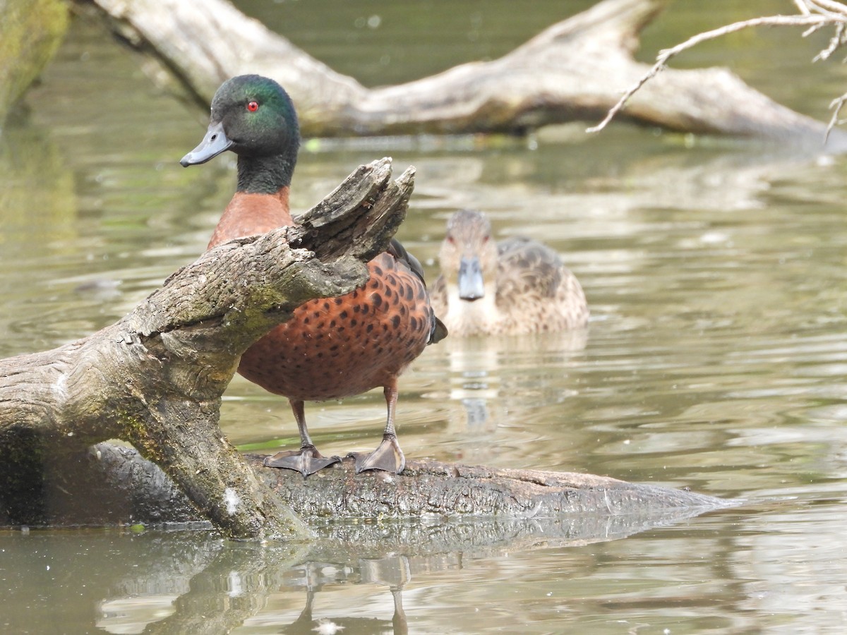 Cerceta Castaña - ML645467985