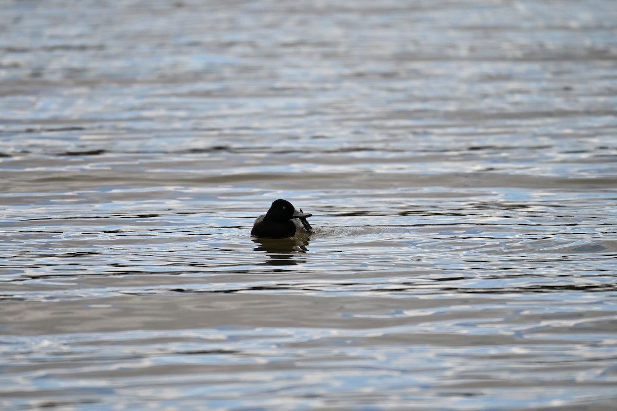 Porrón Bola - ML645467986