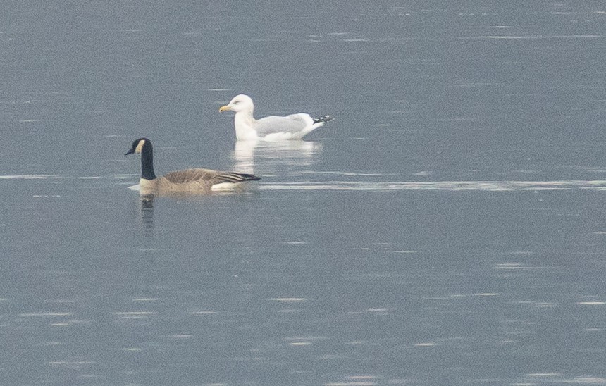 Gaviota Californiana - ML645467987