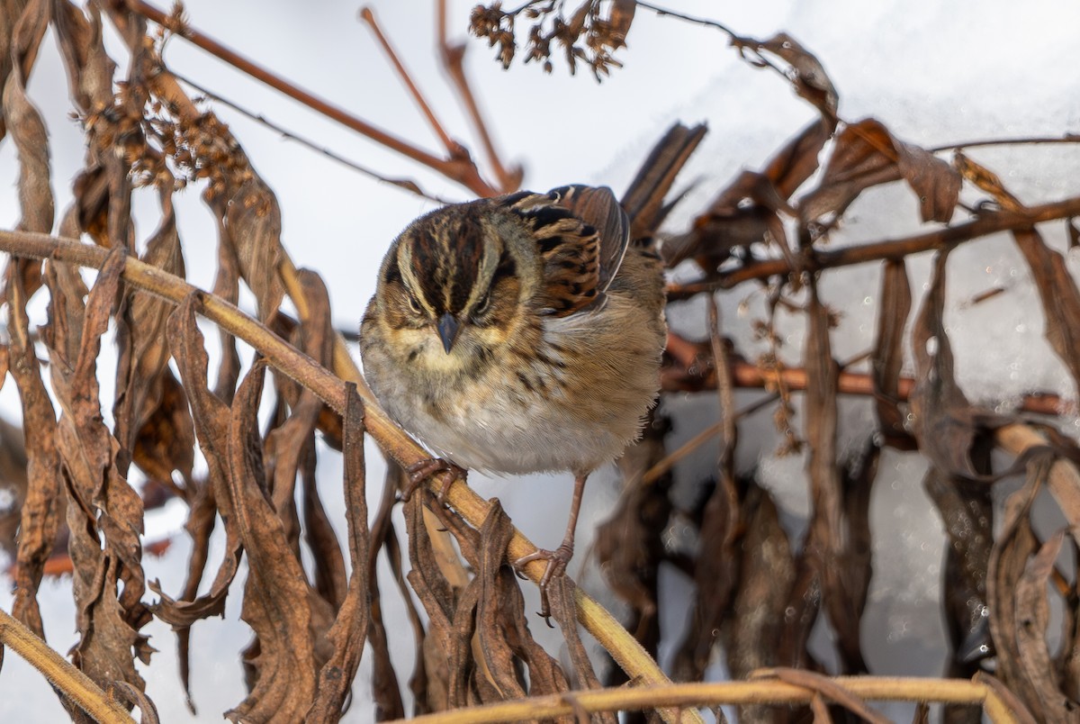 Chingolo Pantanero - ML645467988