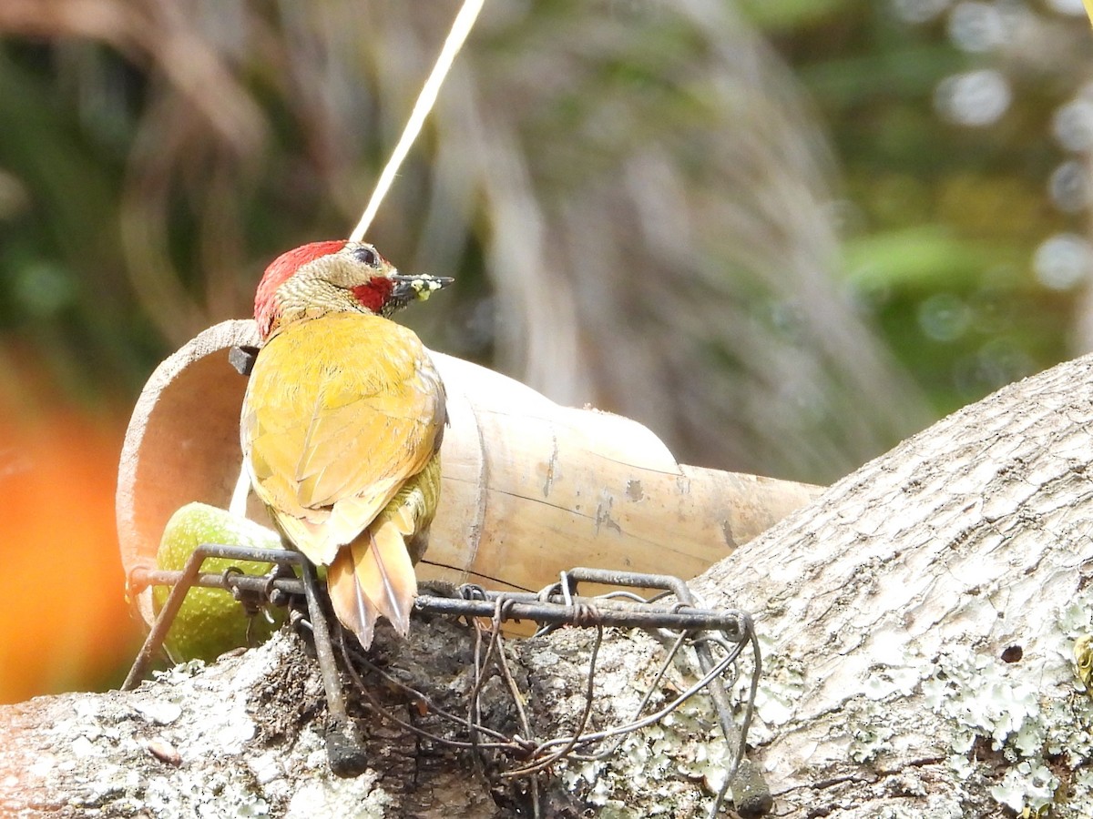 Carpintero Oliváceo - ML645467989