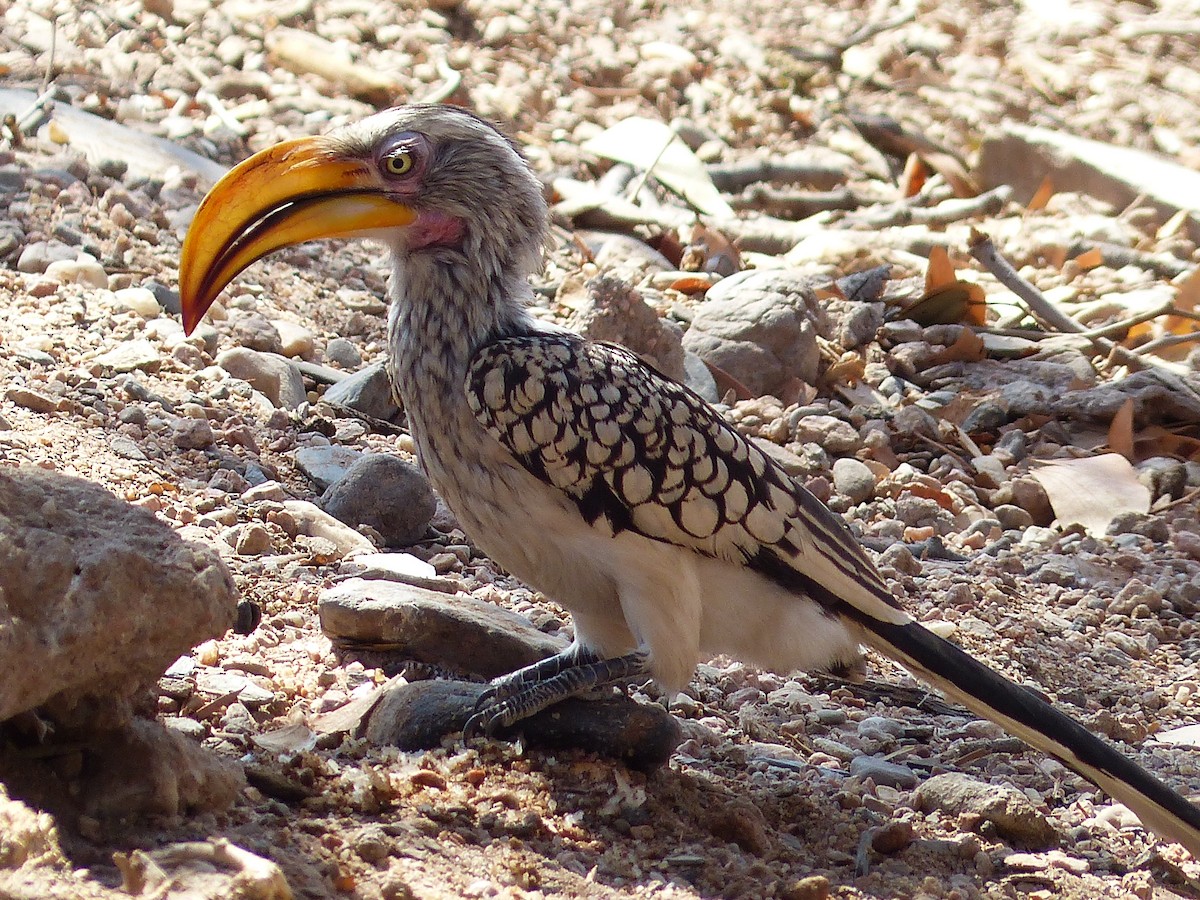 Toco Piquigualdo Sureño - ML645467990