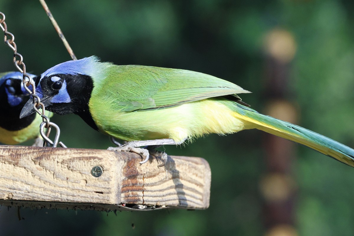 Chara Verde (grupo luxuosus) - ML645467992