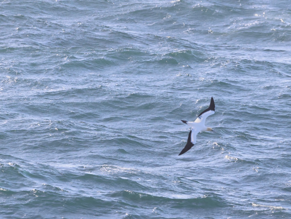 Alcatraz de El Cabo - ML645467993