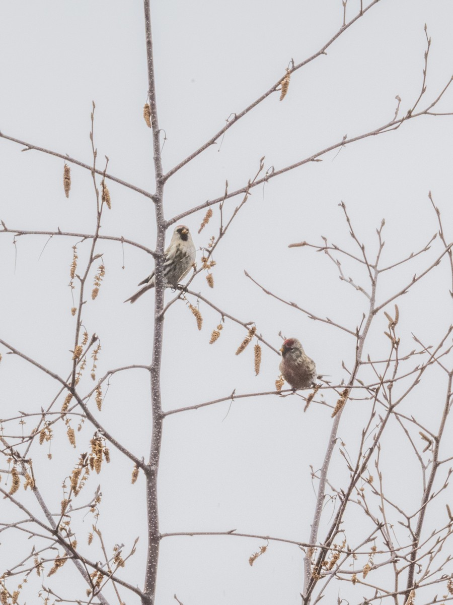 Pardillo Sizerín - ML645467994