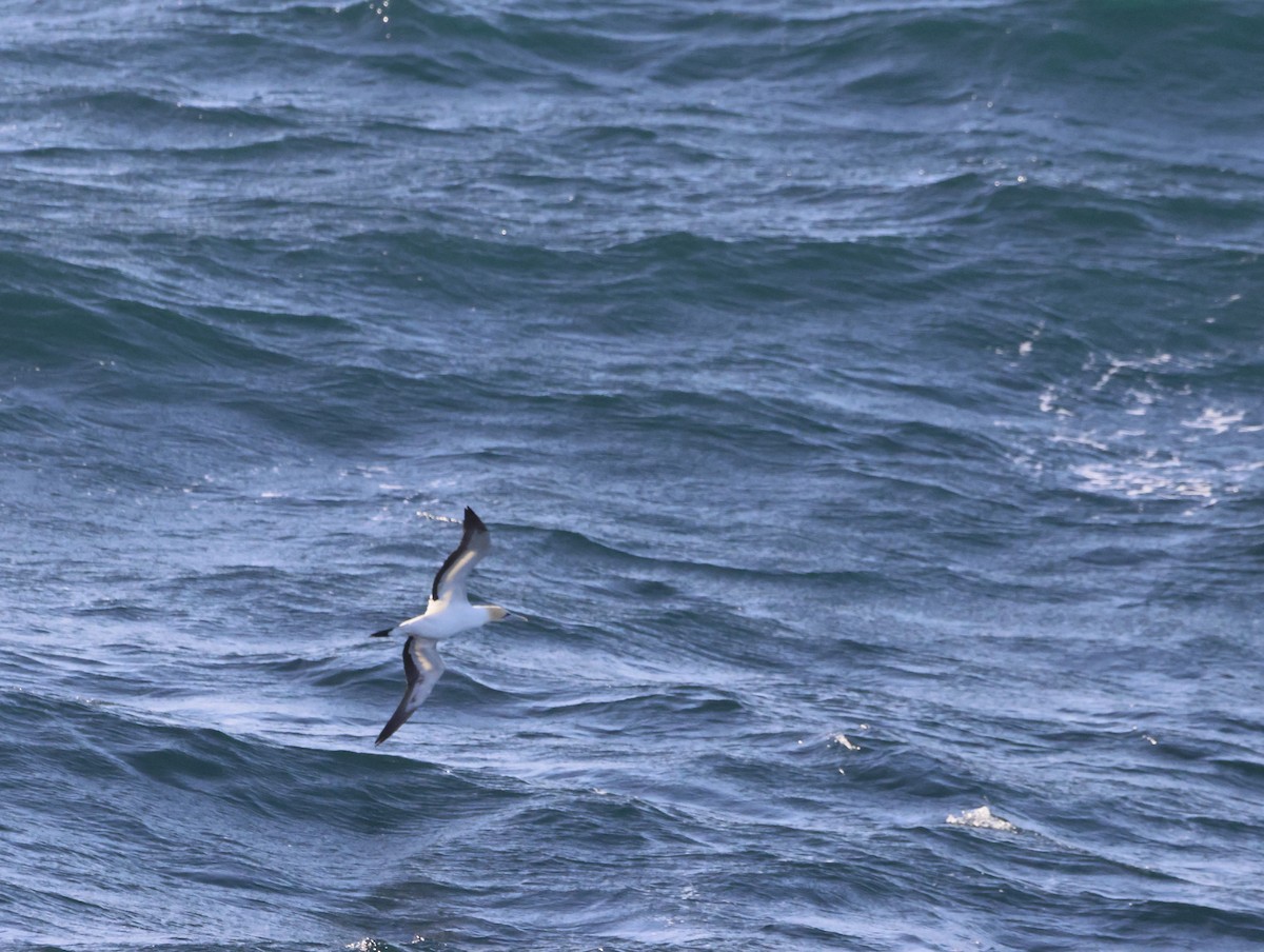 Alcatraz de El Cabo - ML645467995