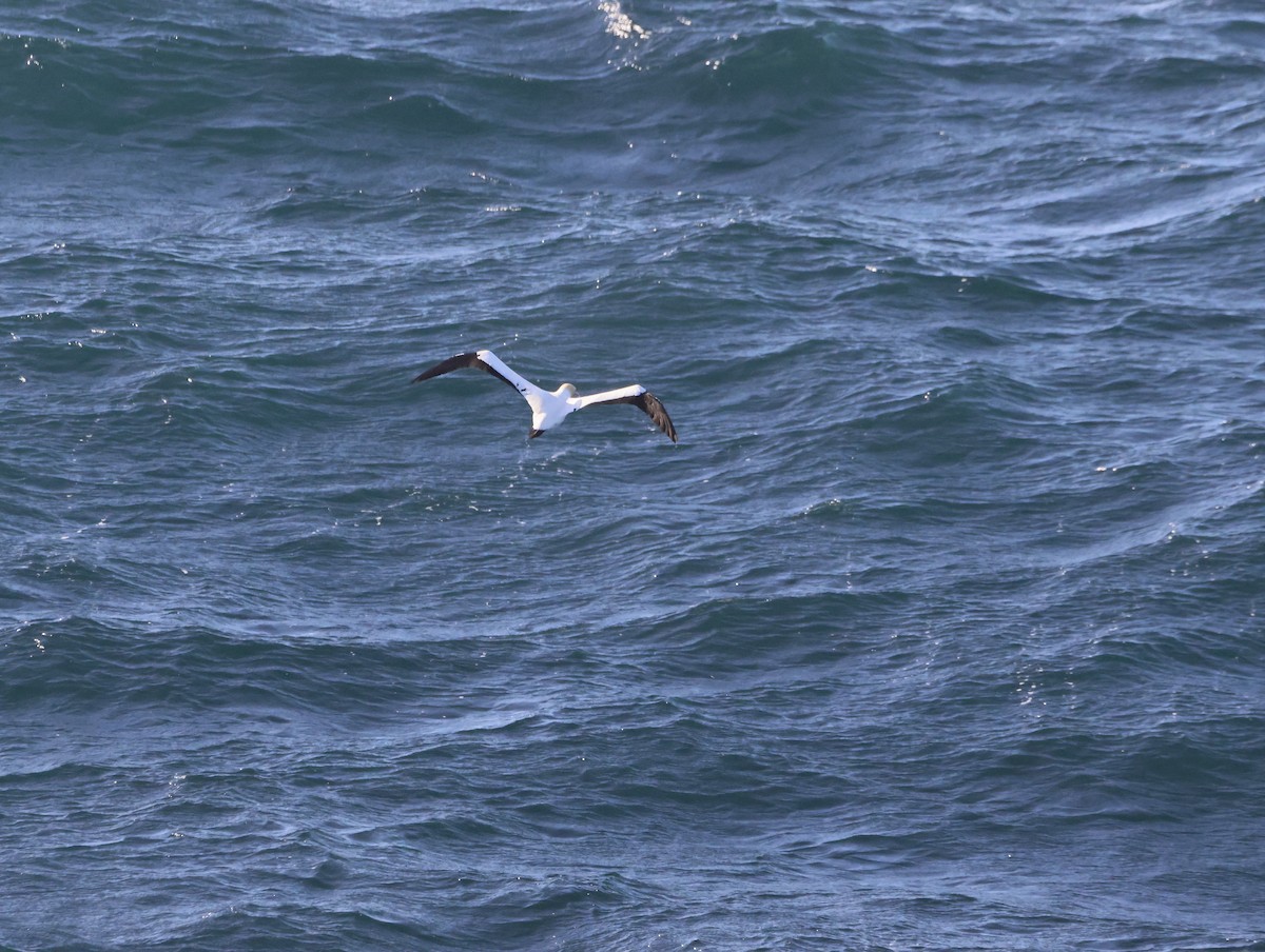 Alcatraz de El Cabo - ML645467996