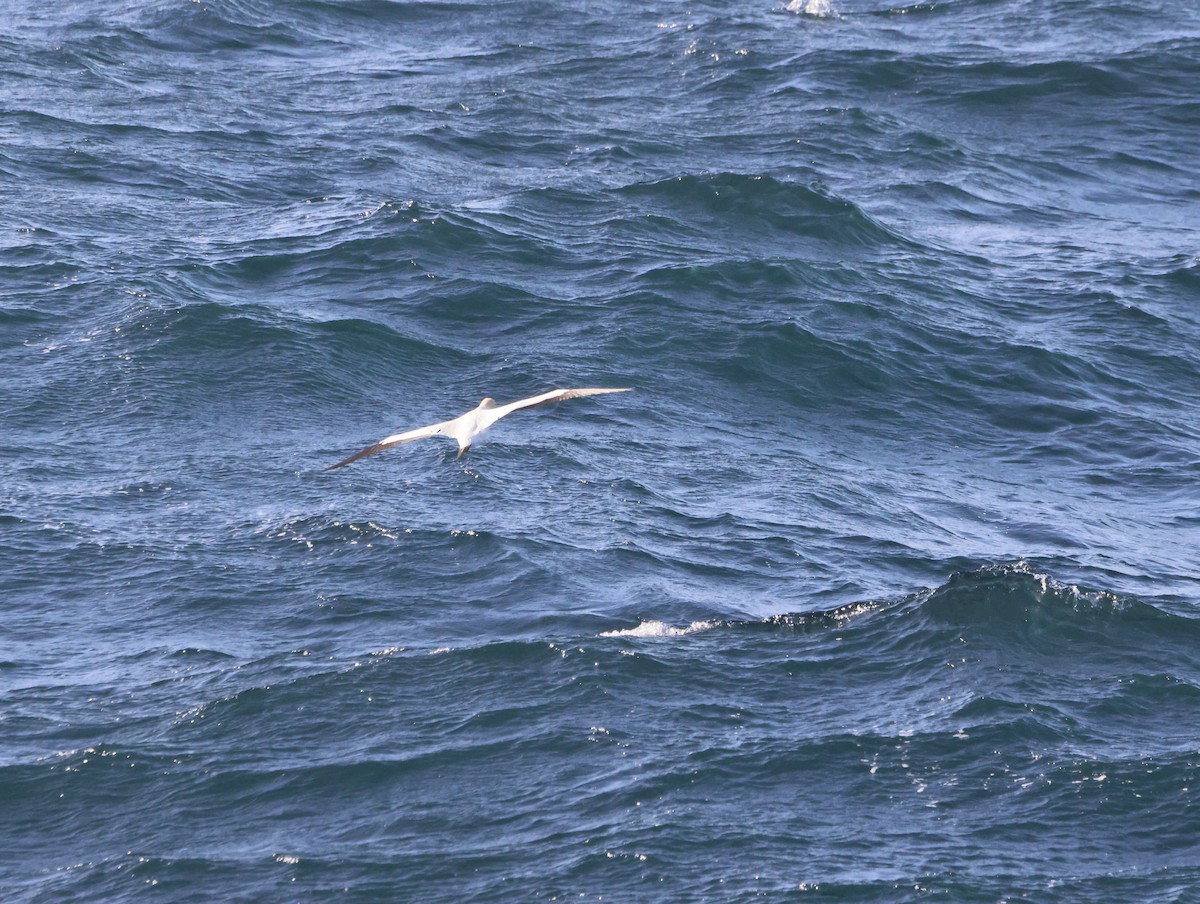 Alcatraz de El Cabo - ML645467997