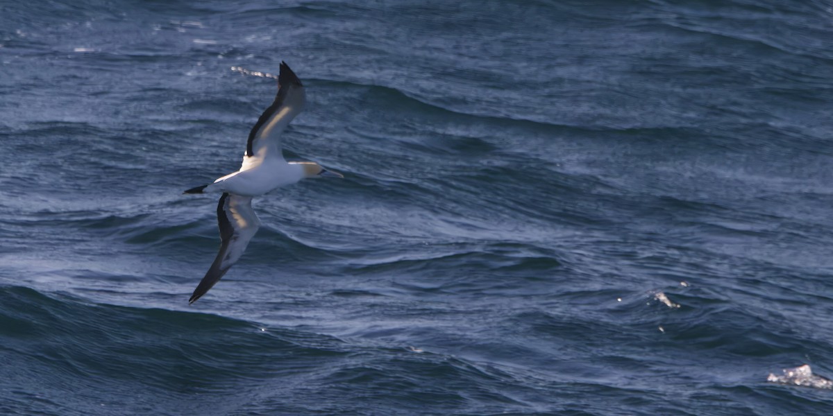 Cape Gannet - ML645467998