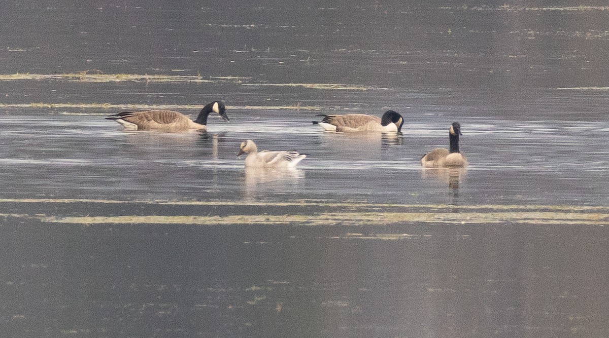 Ánsar Nival - ML645467999