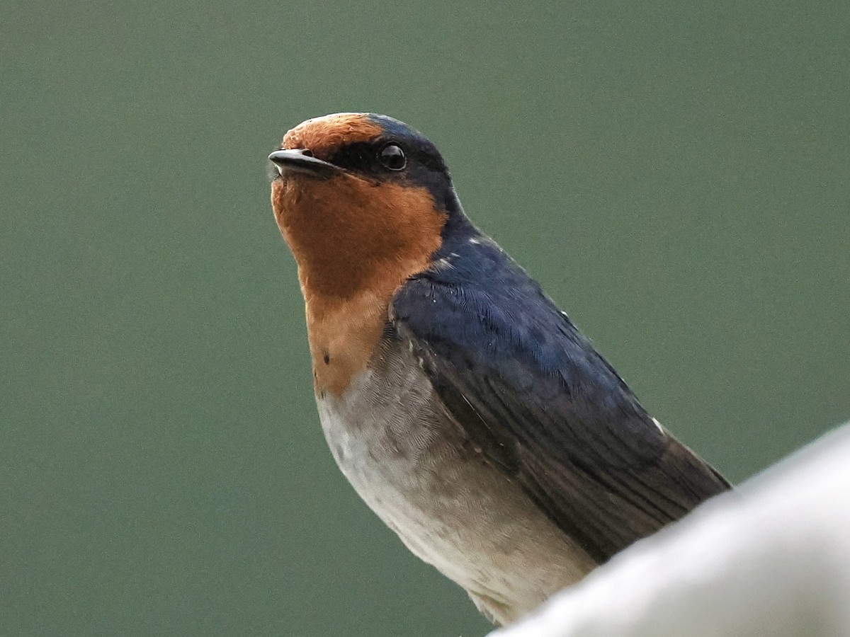 Golondrina Australiana - ML645468000