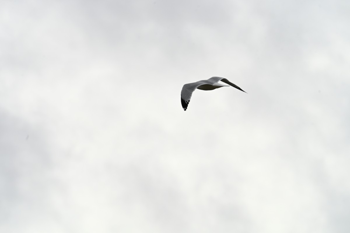 Gaviota (Larus) sp. - ML645468001