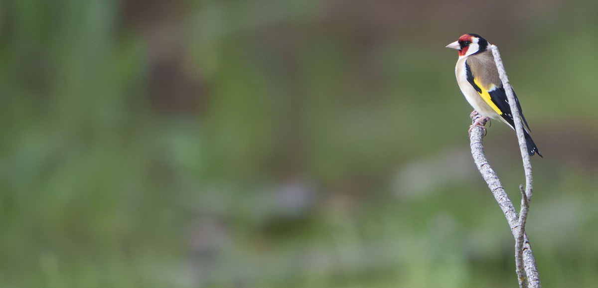 Jilguero Europeo - ML645468002