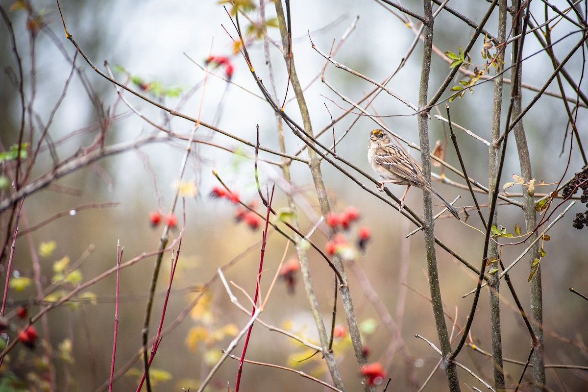Chingolo Coronidorado - ML645468003