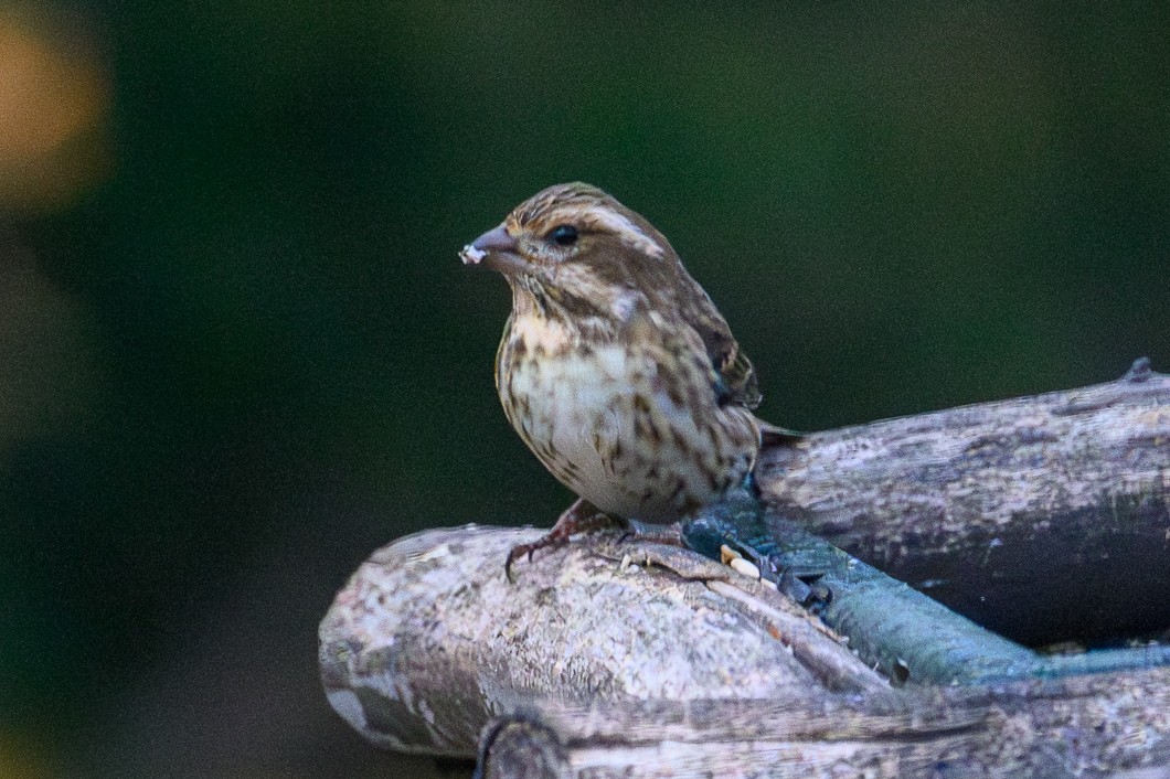Camachuelo Purpúreo - ML645468005