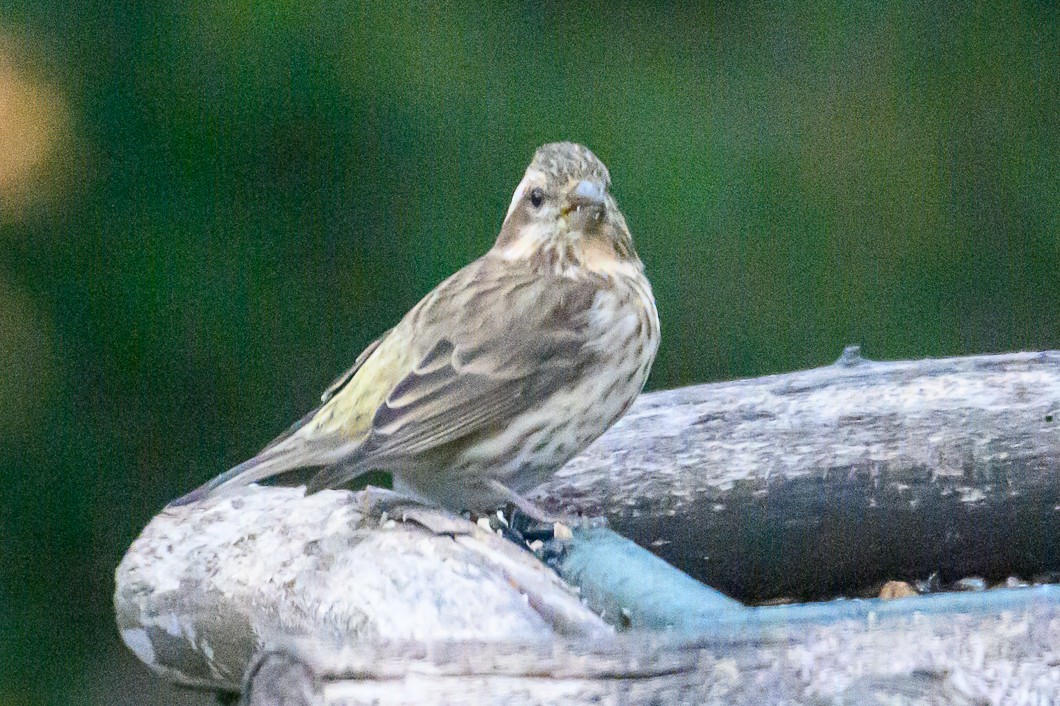 Camachuelo Purpúreo - ML645468006