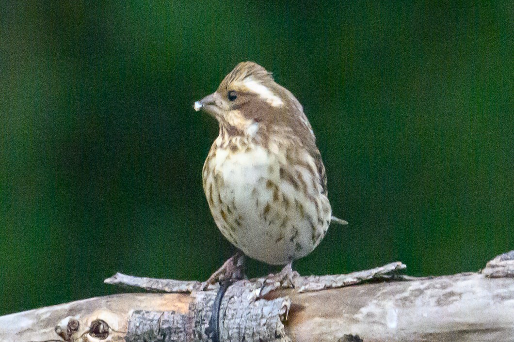 Camachuelo Purpúreo - ML645468007