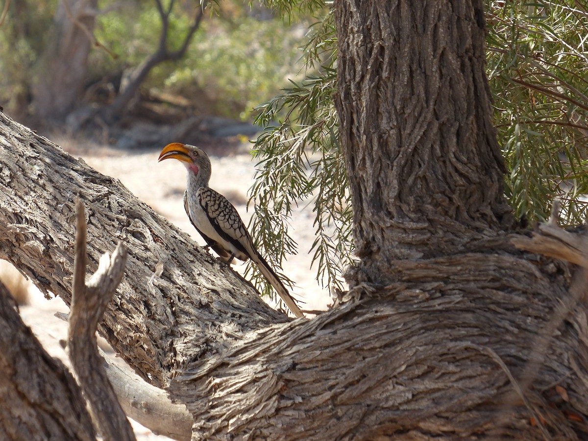 Toco Piquigualdo Sureño - ML645468009