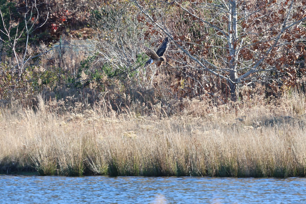 Aguilucho de Hudson - ML645468010