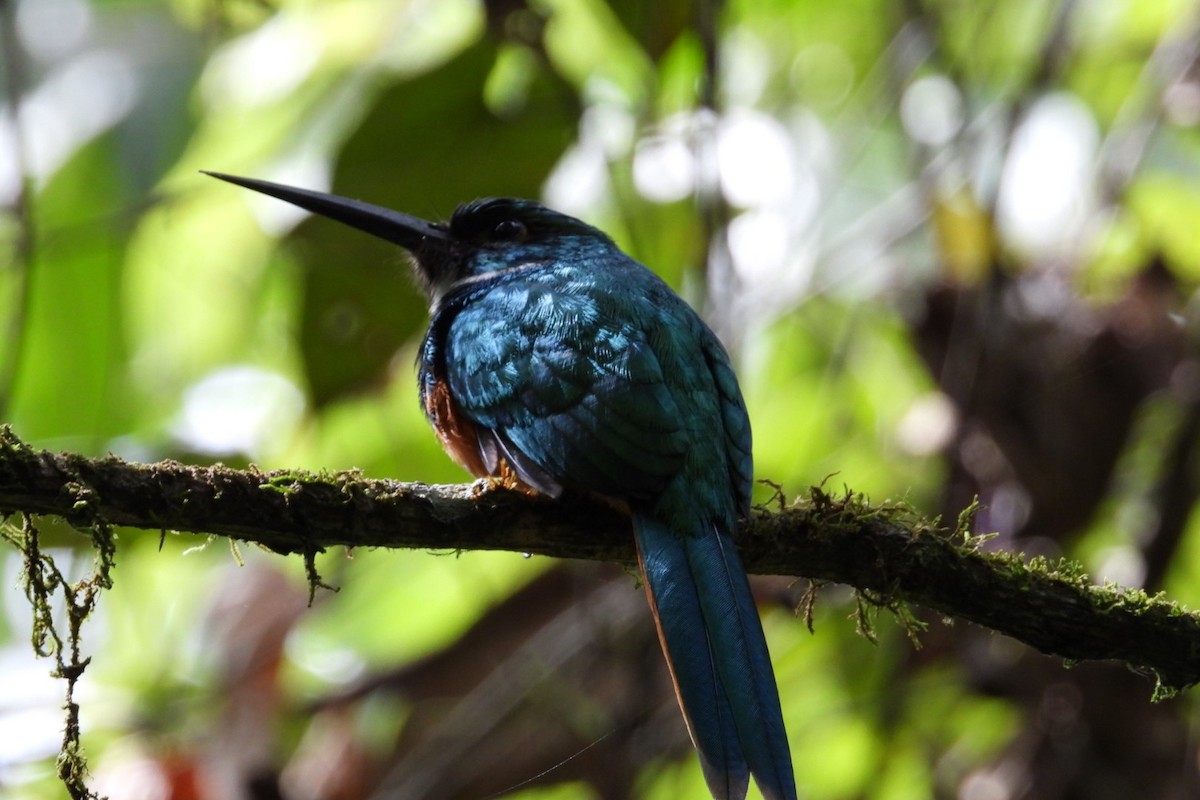 Jacamará Colirrufo - ML645468012