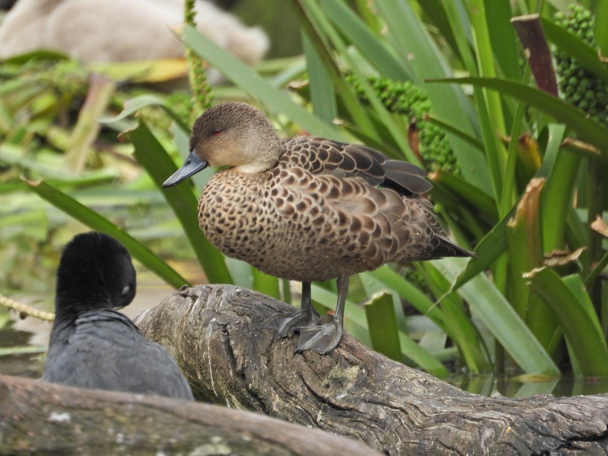 Chestnut Teal - ML645468013