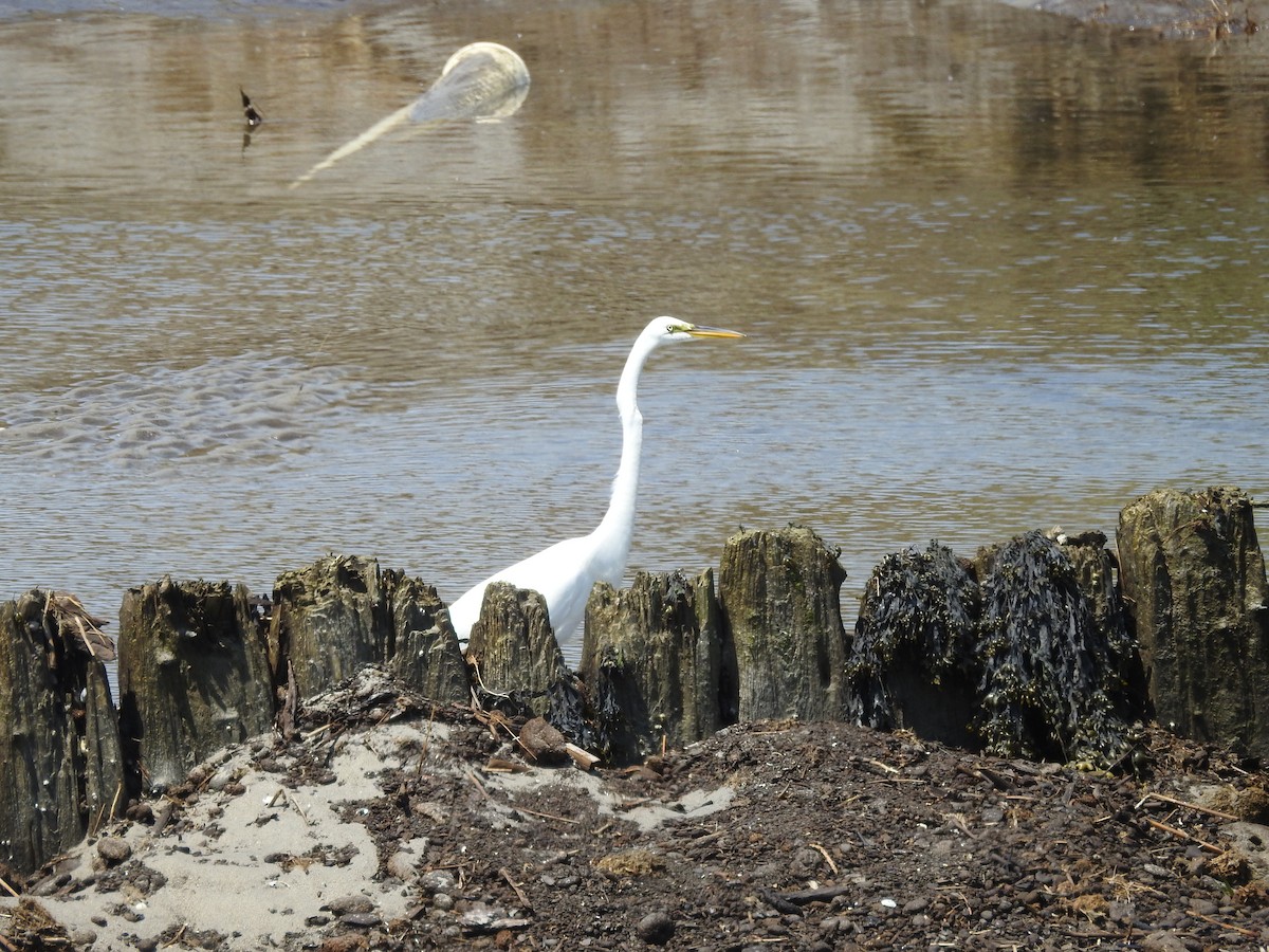 Great Egret - ML645468014