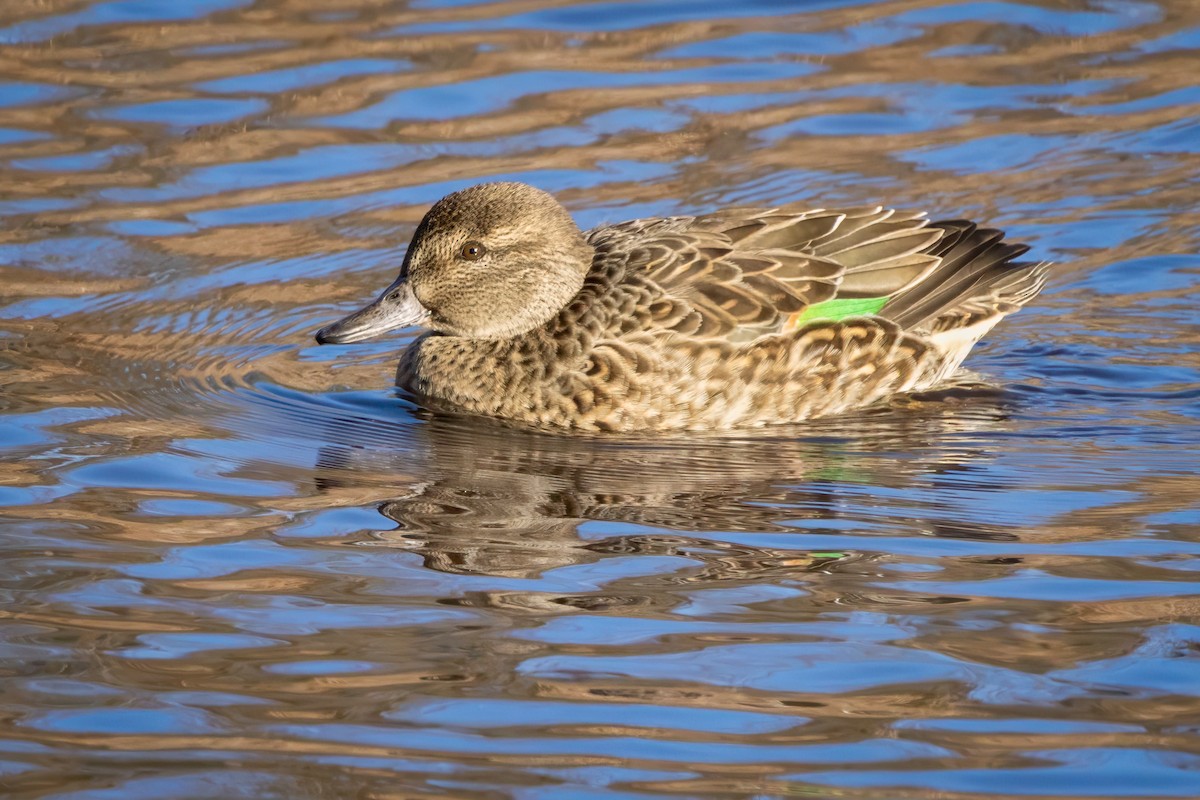 Green-winged Teal - ML645468016
