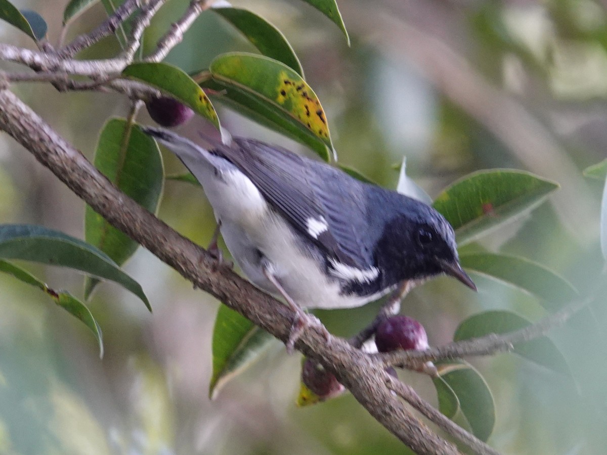 Black-throated Blue Warbler - ML645468024