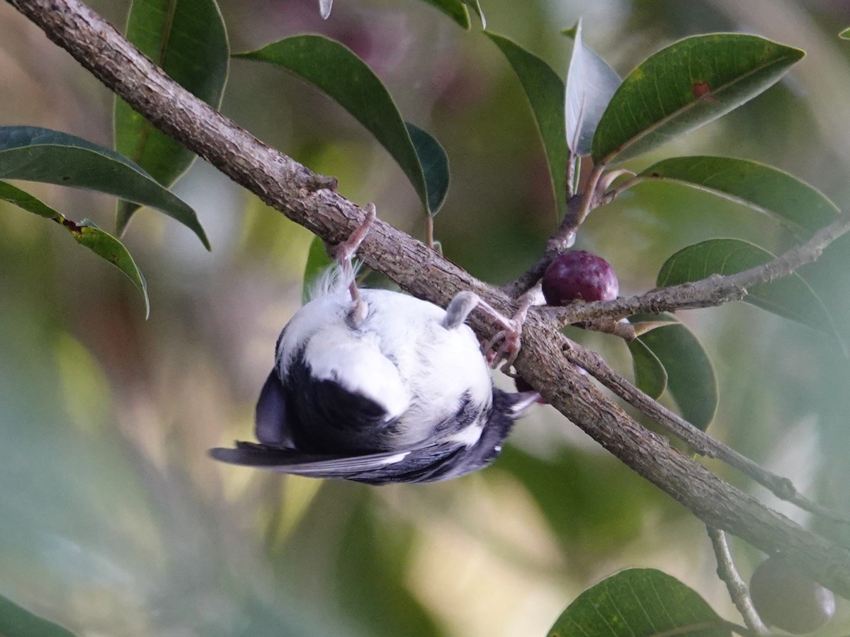 Black-throated Blue Warbler - ML645468026