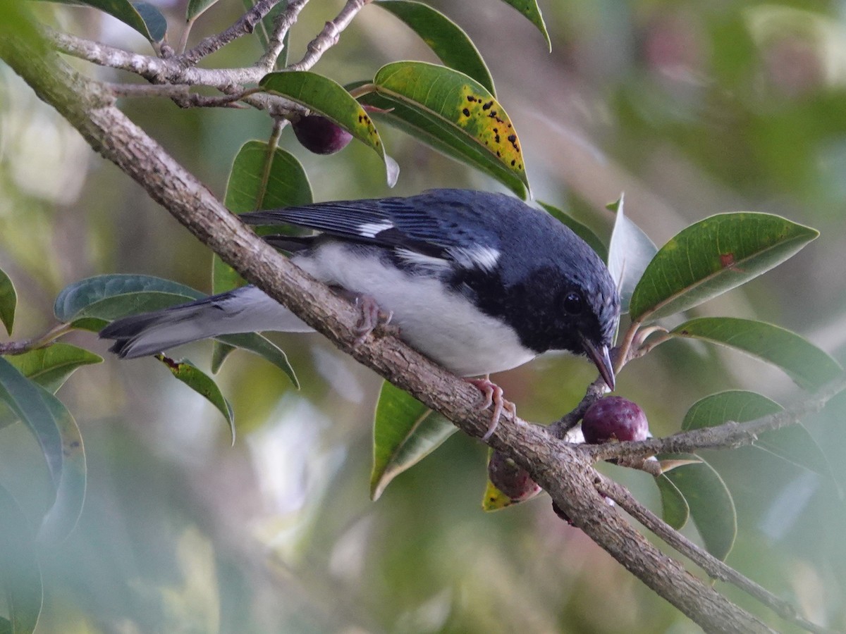 Black-throated Blue Warbler - ML645468027