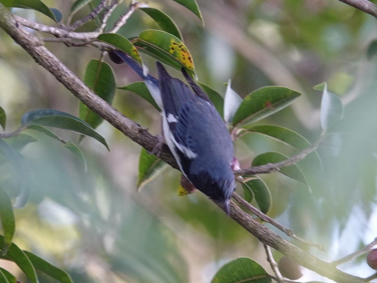 Black-throated Blue Warbler - ML645468028