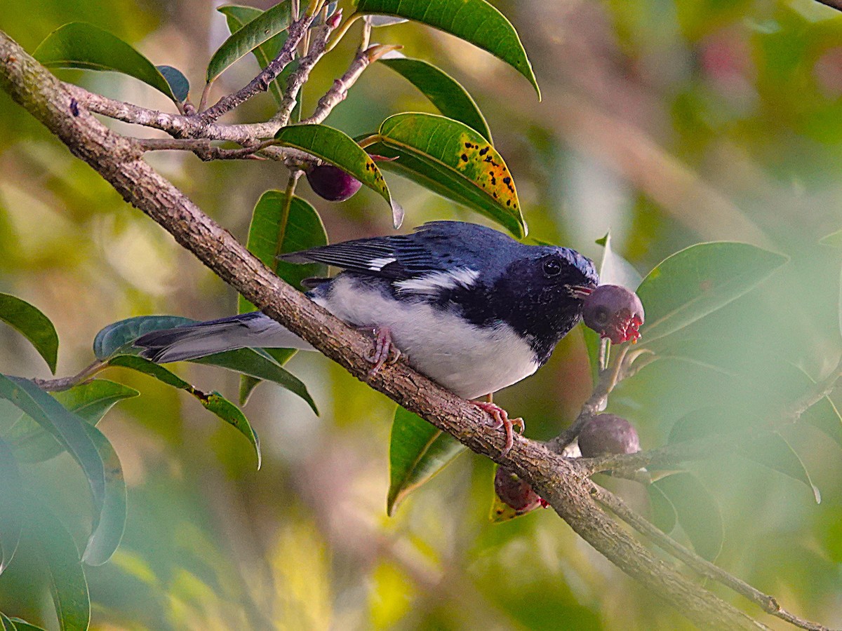 Black-throated Blue Warbler - ML645468029