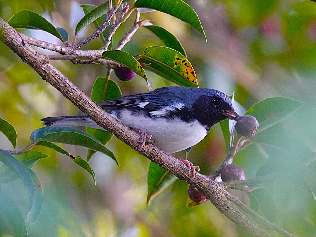 Black-throated Blue Warbler - ML645468030