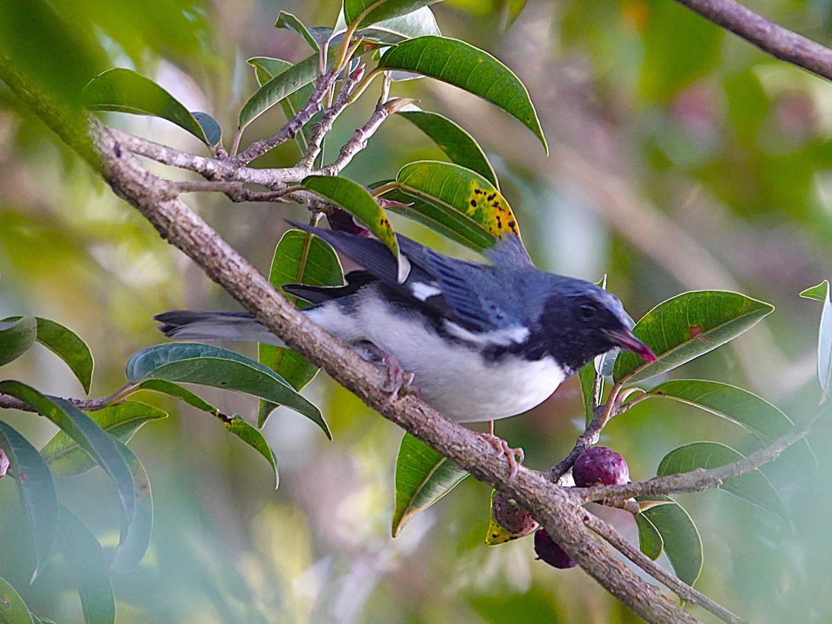 Black-throated Blue Warbler - ML645468031