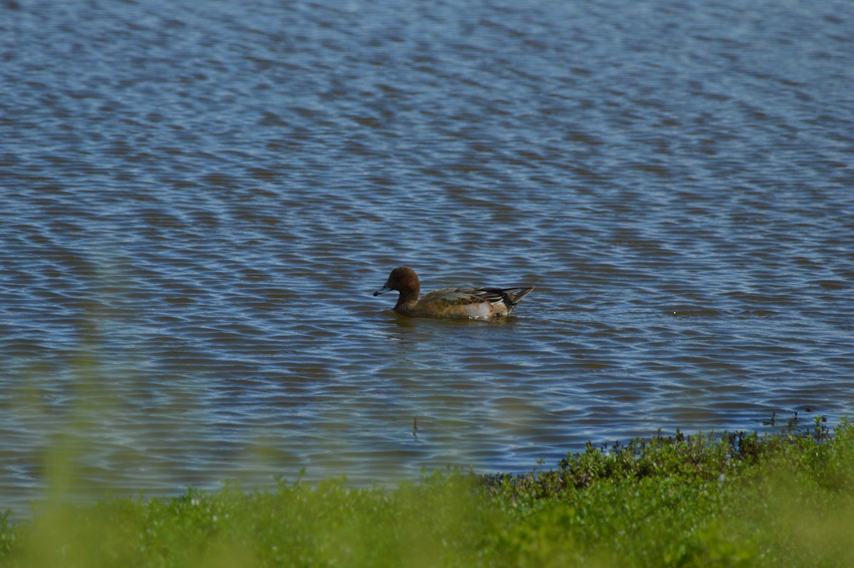 Eurasian Wigeon - ML645468035
